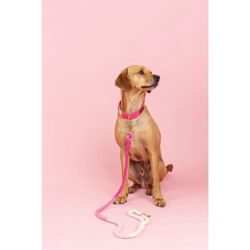Pink Papyrus Cotton Rope Dog Leash, Pink Ombre, 4-ft long, 1/2-in wide